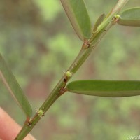 Phyllanthus virgatus G.Forst.